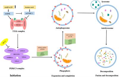 Non-coding RNAs: The recently accentuated molecules in the regulation of cell autophagy for ovarian cancer pathogenesis and therapeutic response